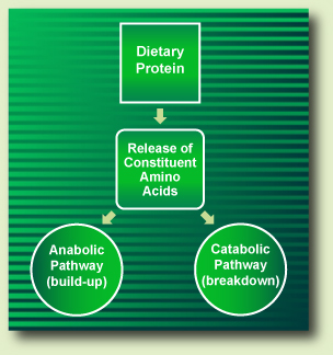 Dietary protein metabolism pathways